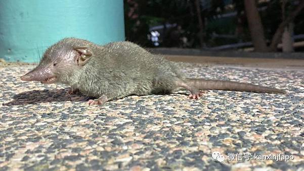 過街老鼠，人人喊打！但新加坡組屋區夜晚竄出的其實是