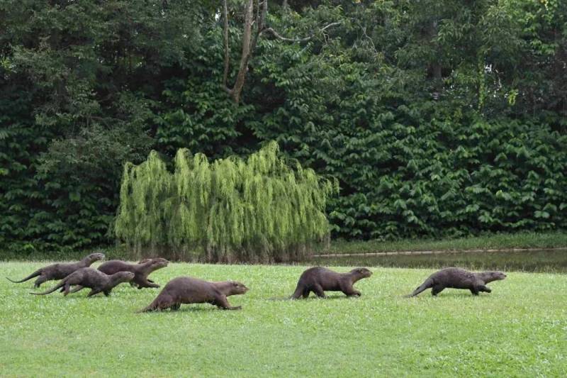 新加坡水獭再次发生斗殴事件!这次它们的对手是野狗帮