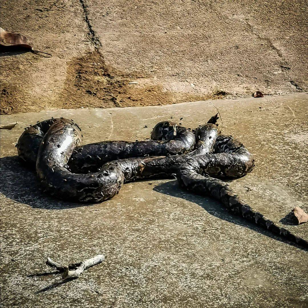 榜鵝連續傷人的野豬剛被抓!蜥蜴又吞蛇了