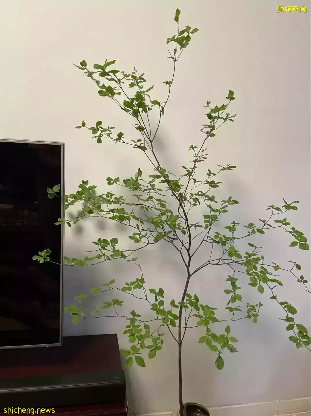 鮮花在熱帶也能養1個月？資深花友新加坡買花、養護大揭秘