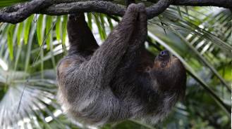 號外!新加坡可以認養企鵝、猩猩、樹懶,能帶回家嗎!