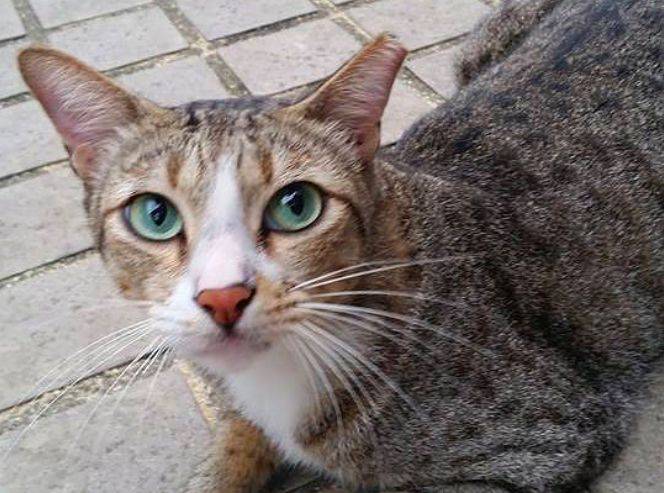 小坡島留學 NUS 校園撸貓攻略