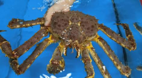 2021新加坡米其林榜出爐!種草高級海鮮食材:帝王蟹、加拿大青口、蘇格蘭竹蚌