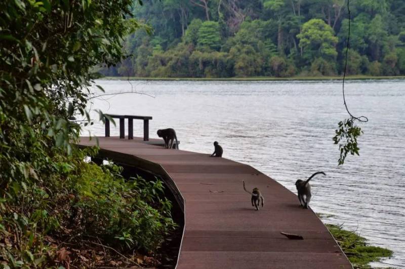 在新加坡上公厕,突然有条蛇从马桶钻出!吃饭又遇猴子…没法呆了