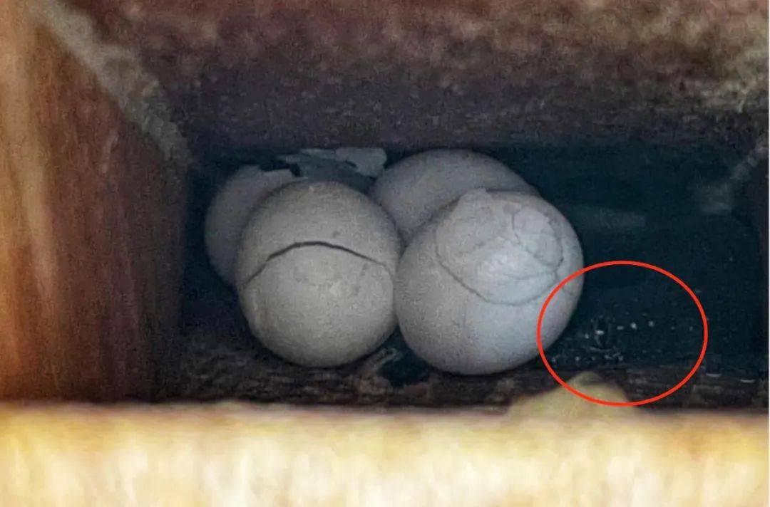 新加坡的壁虎太猛，在室內到處下蛋！你家這些地方說不定也有