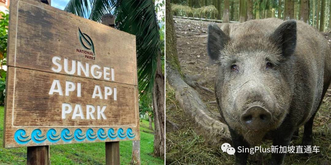 新加坡的野生动物也太不好惹了吧