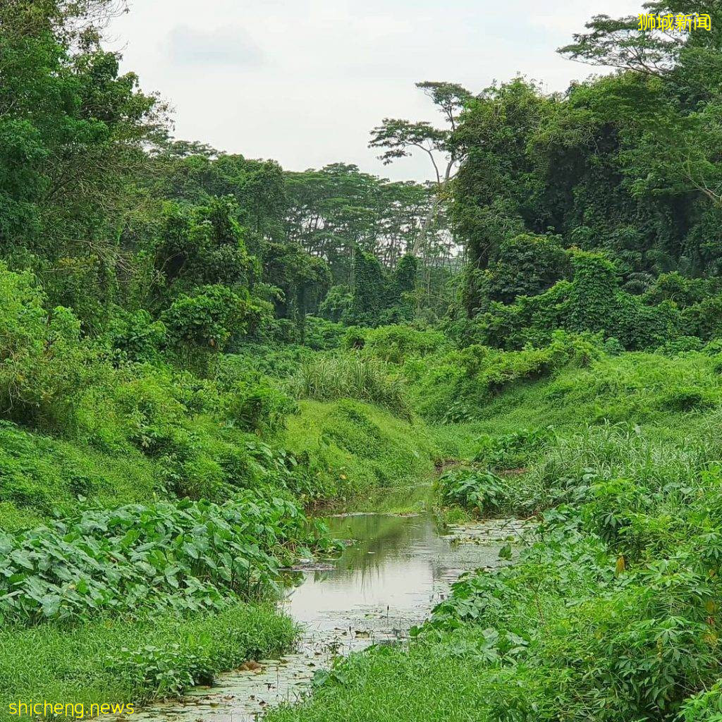 现实版《千与千寻》同款神秘隧道,直接通到Clementi Forest原始森林