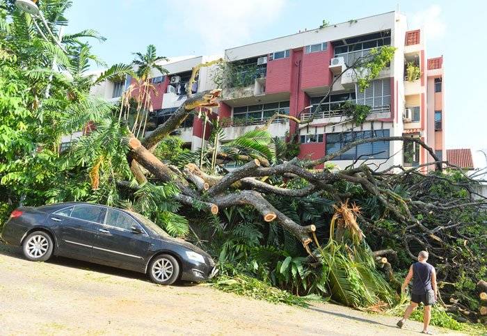 老樹轟然倒下 砸公寓毀三車