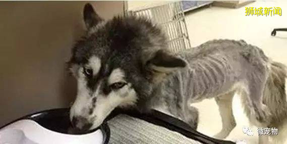 新加坡疯传的虐狗事件,主角被全网人肉!狗狗已经找到