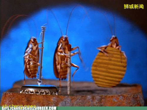 惊!“我在樟宜机场的这个餐厅打包,竟然吃出一只蟑螂!”