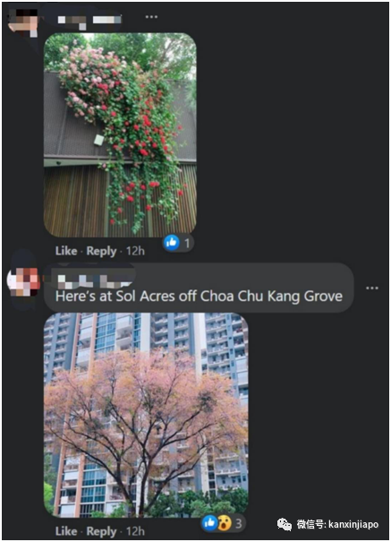 缤纷九月！新加坡处处花团锦簇，斗艳争芳“秋意浓”