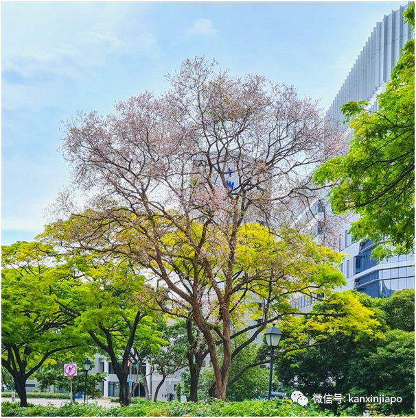 缤纷九月！新加坡处处花团锦簇，斗艳争芳“秋意浓”