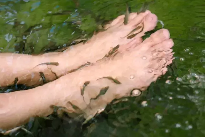 遛娃好去处!捞鱼、鱼疗Spa、参观科普、购买观赏鱼,一站式体验@仟湖渔场