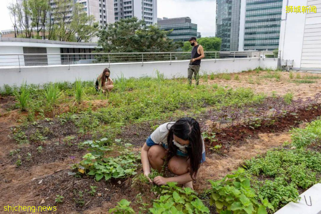 Yale NUS和Utown斩获新加坡国家公园局金牌级认证