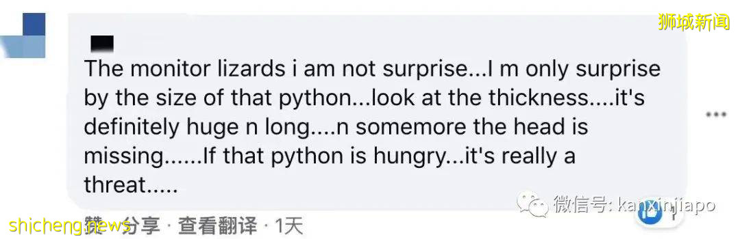 新加坡公园惊现三只大蜥蜴撕咬蟒蛇!“这是侏罗纪公园吧?”