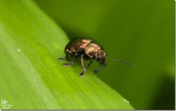 新加坡最好玩的海灘公園!趕海、騎馬、劃艇、樹籬迷宮、燒烤露營,超適合家庭出遊