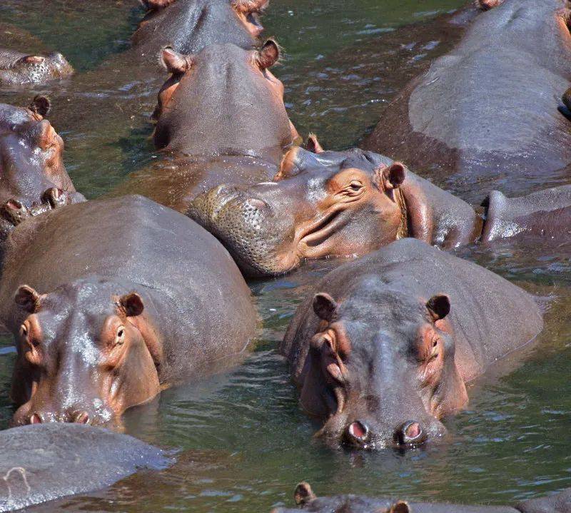 萌翻了~新加坡動物園迎來新生寶寶！長得像佩奇，珍貴賽熊貓