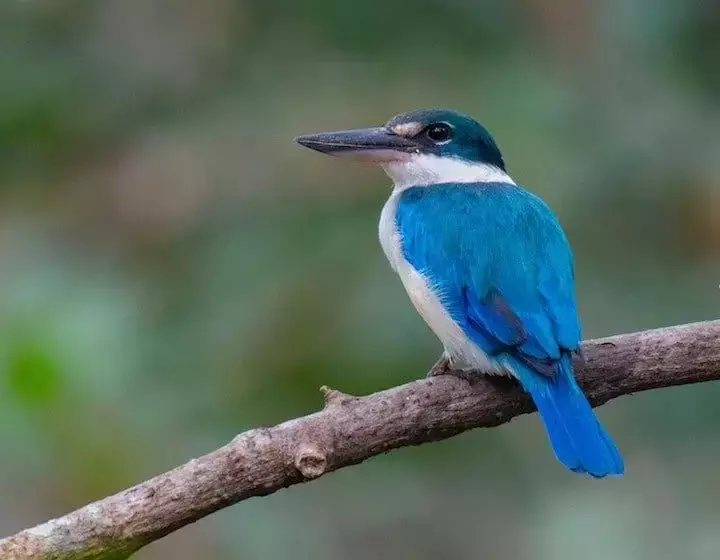 不用坐船,走路就能到!新加坡北部神秘離島,原始森林風光