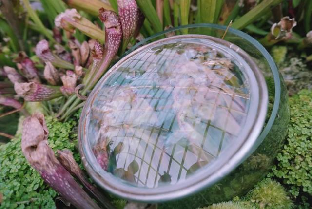 新加坡旅行|6天5晚奇遇狮城的日与夜