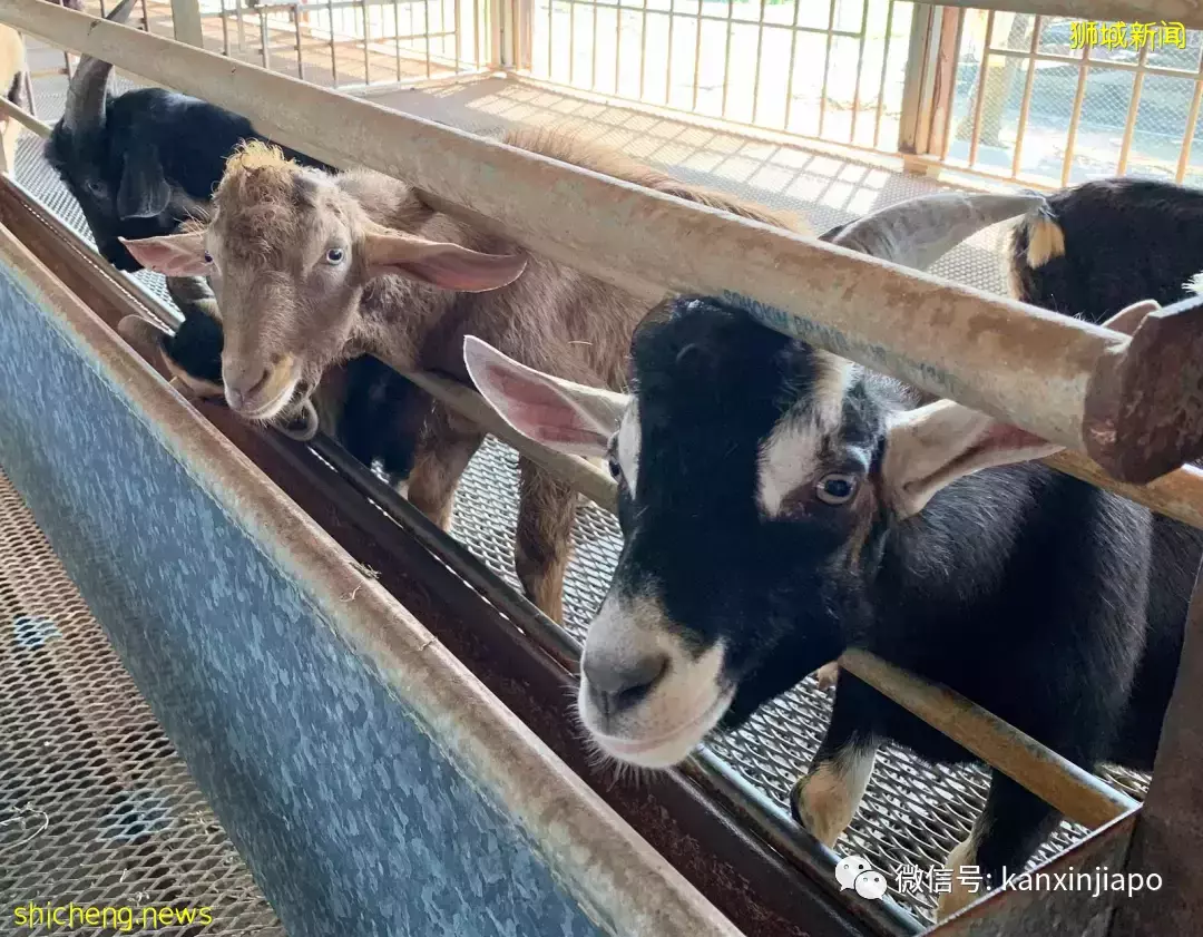 【下周活動】免費領取牛角包，Four Star 54%優惠，史努比主題雪屋，健康節