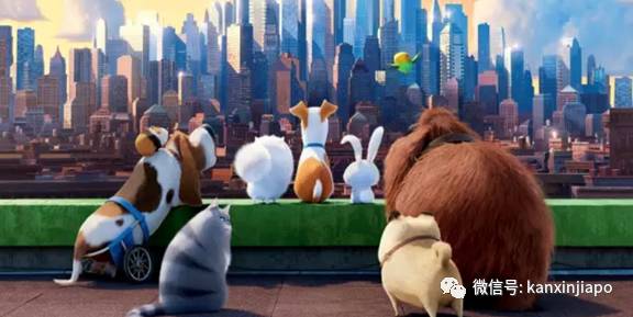 遭HDB人员登门盘查被告知,新加坡组屋不能养猫!这些“毛小孩”也不能出现