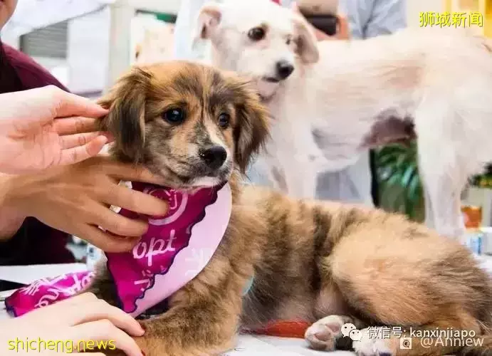 原来在新加坡养宠物有这么多冷知识