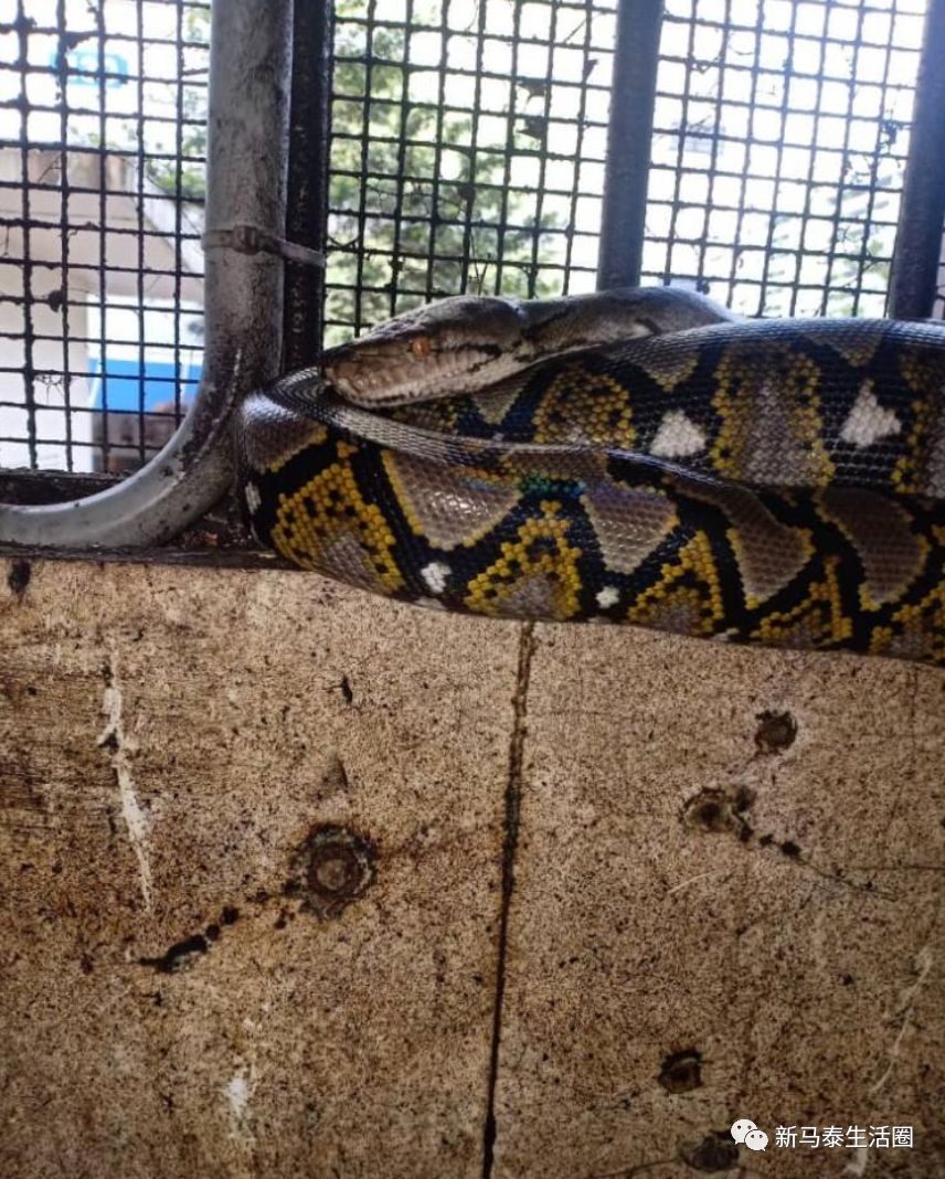 咖啡店素食摊出现大蟒蛇