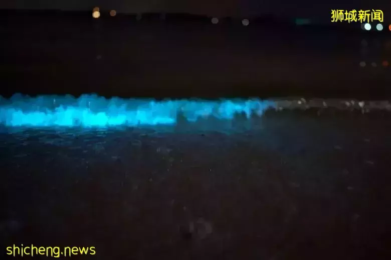 新加坡現“藍色螢光”海浪!這裏擠滿了人,沿路交通擁堵