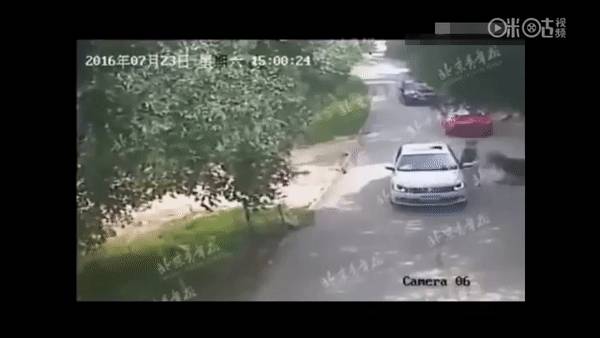 残忍！上海动物园熊吃人，亲眼目睹！新加坡也发生过类似案件！印度最惨