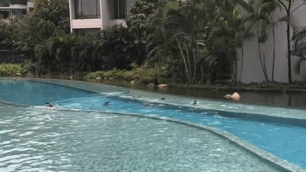 闯入公寓泳池、吃光鱼塘锦鲤!这群玩意在新加坡太嚣张了