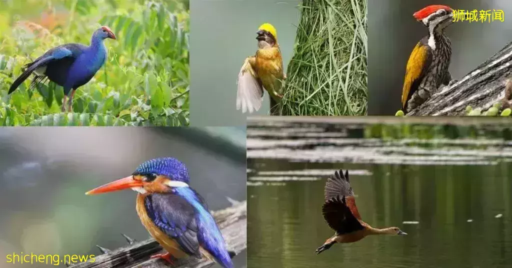 下水抓蛙、摘菜摸鱼、开土摩托……我带娃体验了一把新加坡的农家乐