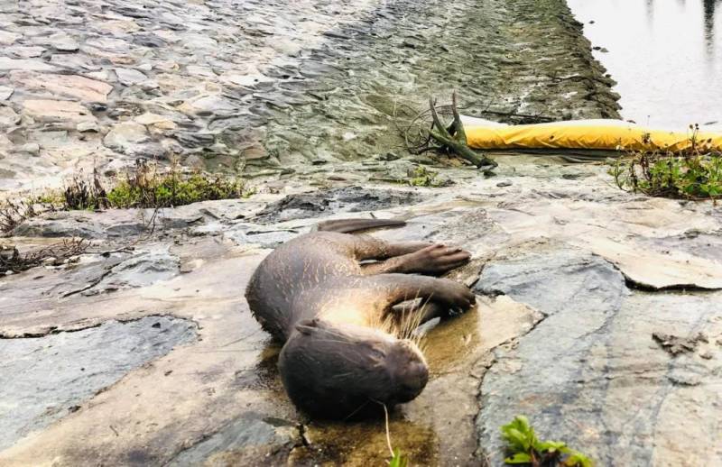 新加坡小水獭惨遭鱼钩卡喉咙,活活被饿死