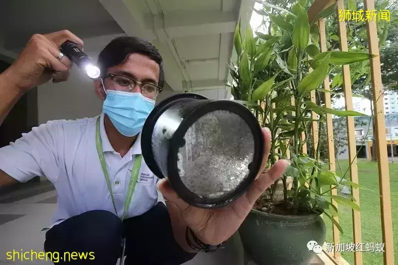 抗疫之余还得抗伊蚊　新加坡骨痛热症病例上半年暴增今年料恶化