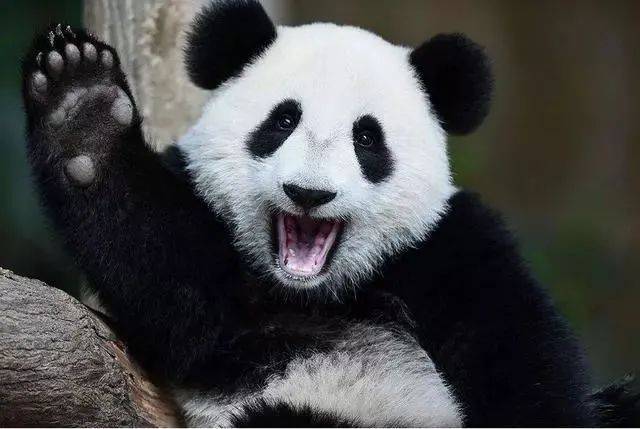 英国计划把大熊猫退回中国，养不起了~“看新加坡的熊猫多好命！”