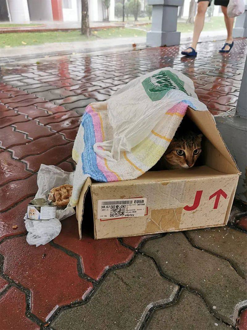 连续暴雨多天，终于在新加坡看到了黄河