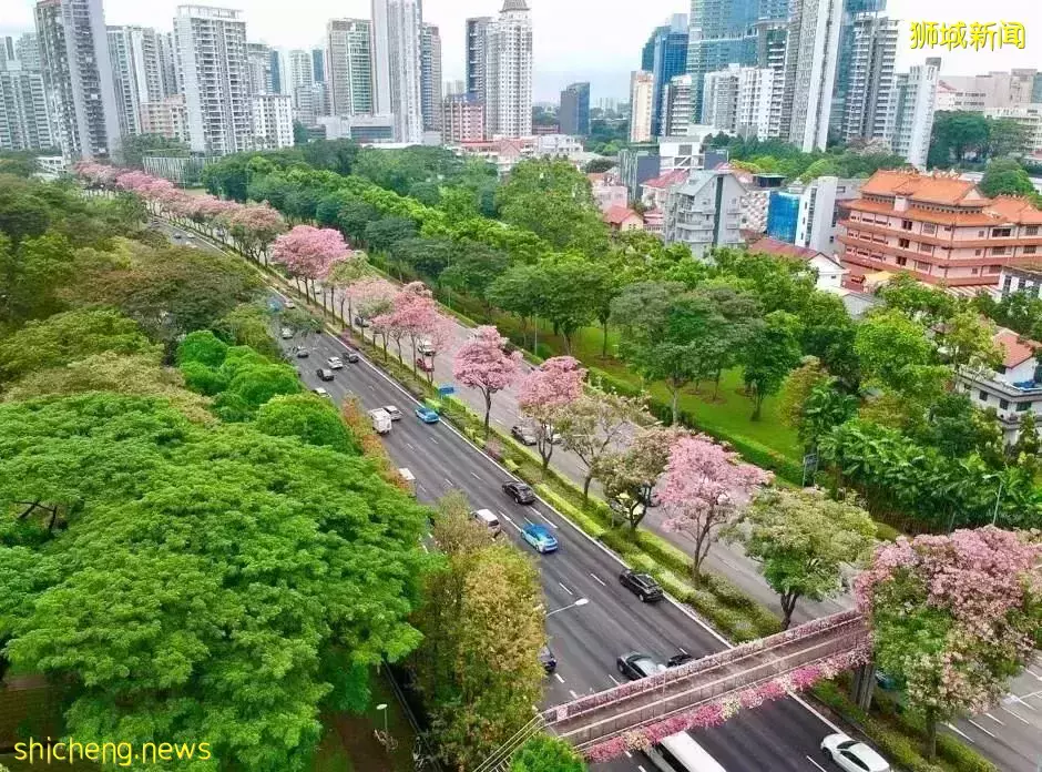 新加坡全島各地現“新加坡櫻花”景象！多種櫻花讓你一飽眼福