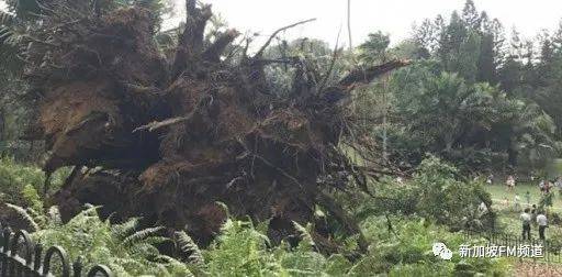 新加坡植物园大树倒塌压死人案件后续:再次起诉