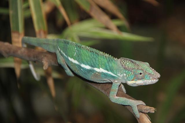 世界十大动物园之一：新加坡动物园，确实不一样