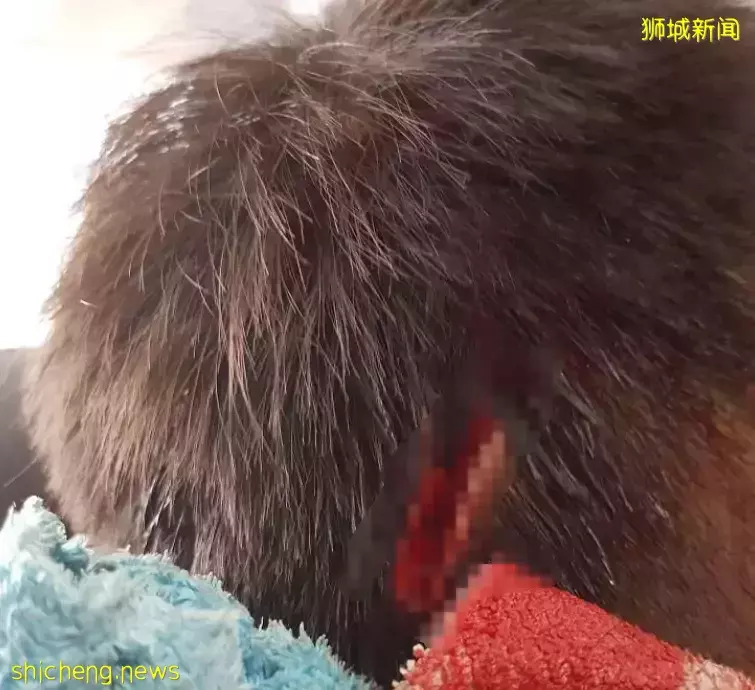 震惊!这名学生在新加坡被狂砍6刀,缝了几十针!警方高层:芽笼是潜在火药桶