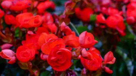 這個聖誕,來濱海灣花園開啓一場夢幻的北歐之旅吧