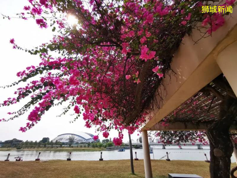 新加坡的“四季”，富有南洋風情的人間煙火氣