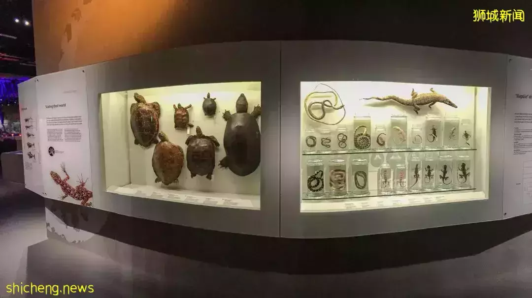 在新加坡，你見過熱戀中的水獺嗎