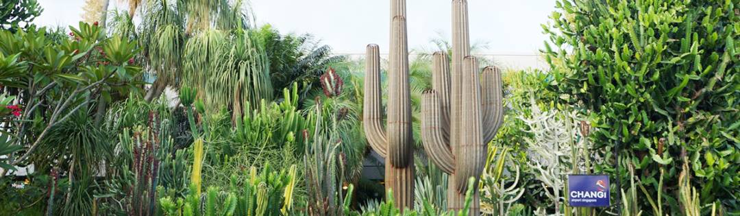樟宜機場 “花園裏的機場”都有哪些花園呢