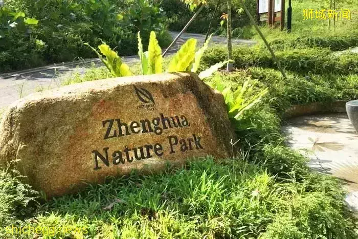 最近新加坡的野猪有点猖狂啊,都走进新加坡组屋区觅食“闲逛”了