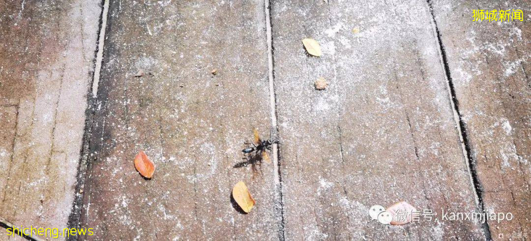 解锁新加坡遛娃宝藏地：世界遗产植物园之儿童乐园