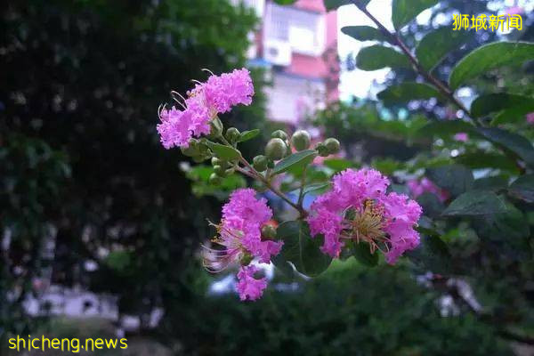 美得犯规！新加坡全岛多处陷入梦幻花海，快出门看看