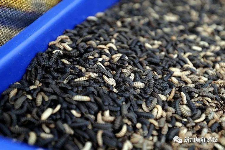 這些小小的蟲子,能改變新加坡的未來