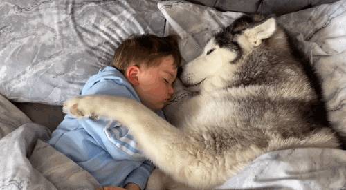 在新加坡,想撸狗怎么办?宠物咖啡馆,领养狗狗大全