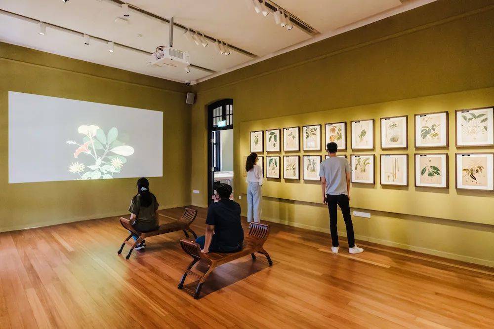 溜娃新去處!新加坡植物園推出新景點!COMO小樹林、巨型波羅蜜、探秘館、藝廊開放啦