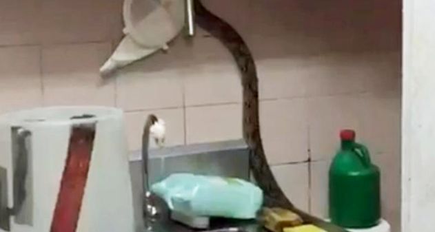 2米蟒蛇“溜”进面包店 弄掉架上杂物